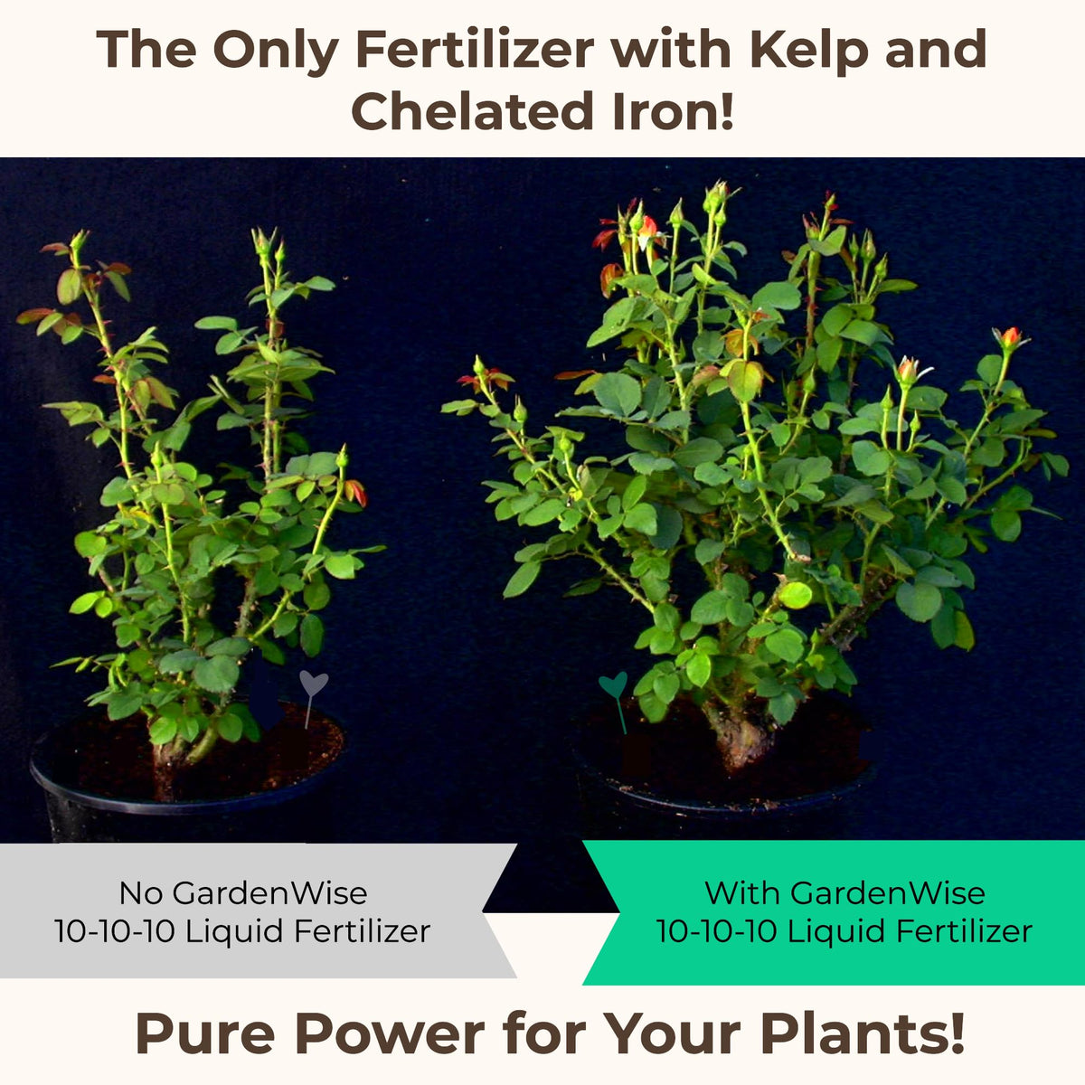 10-10-10 All Purpose Liquid Fertilizer with Seaweed Kelp & Iron 16 oz F4764