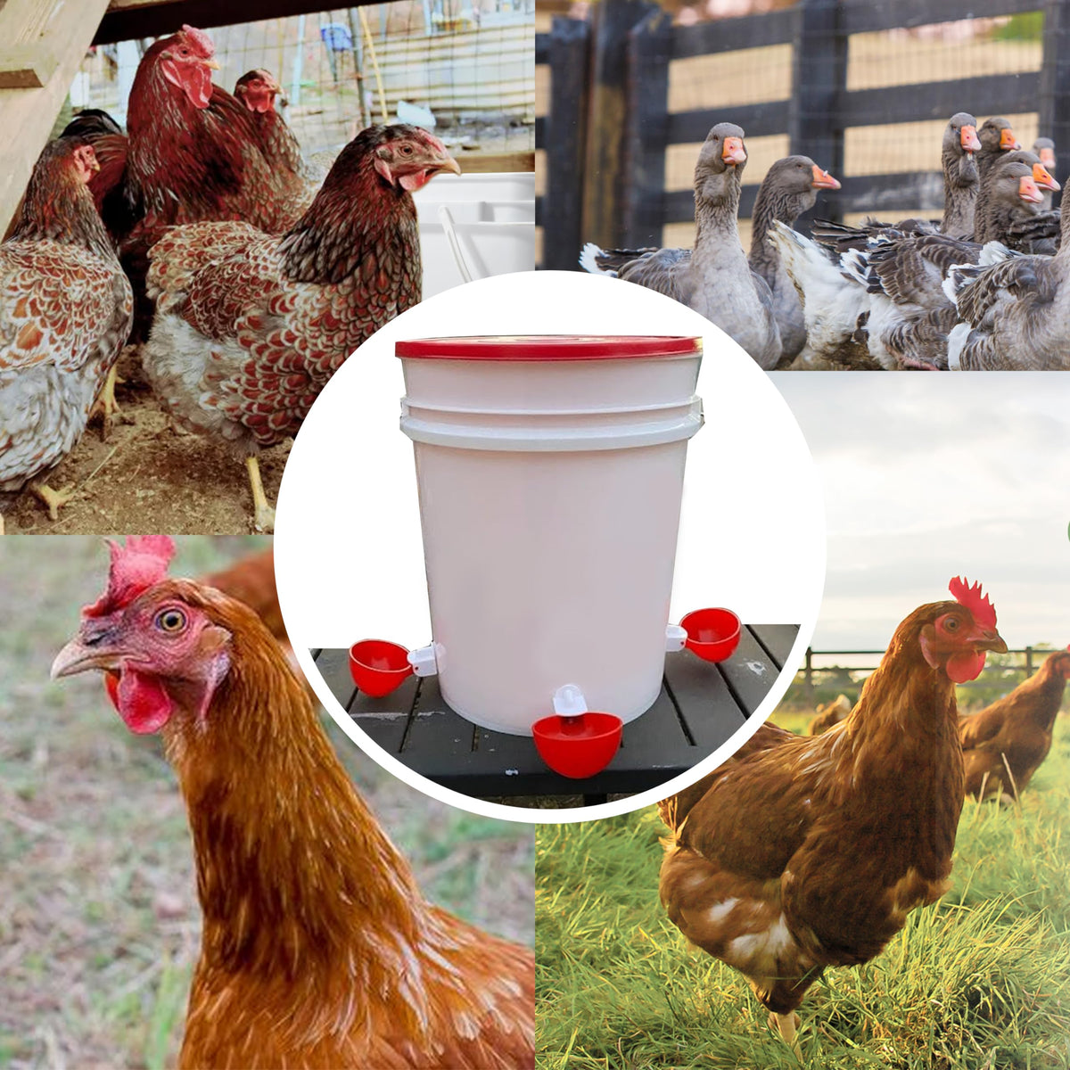 16 Pack Poultry Waterer Cups with Mounting Hole Opener N6265